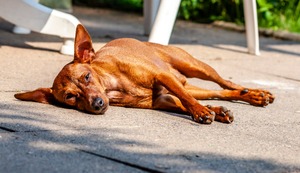 ¿Por qué mi perro anciano convulsiona en verano?