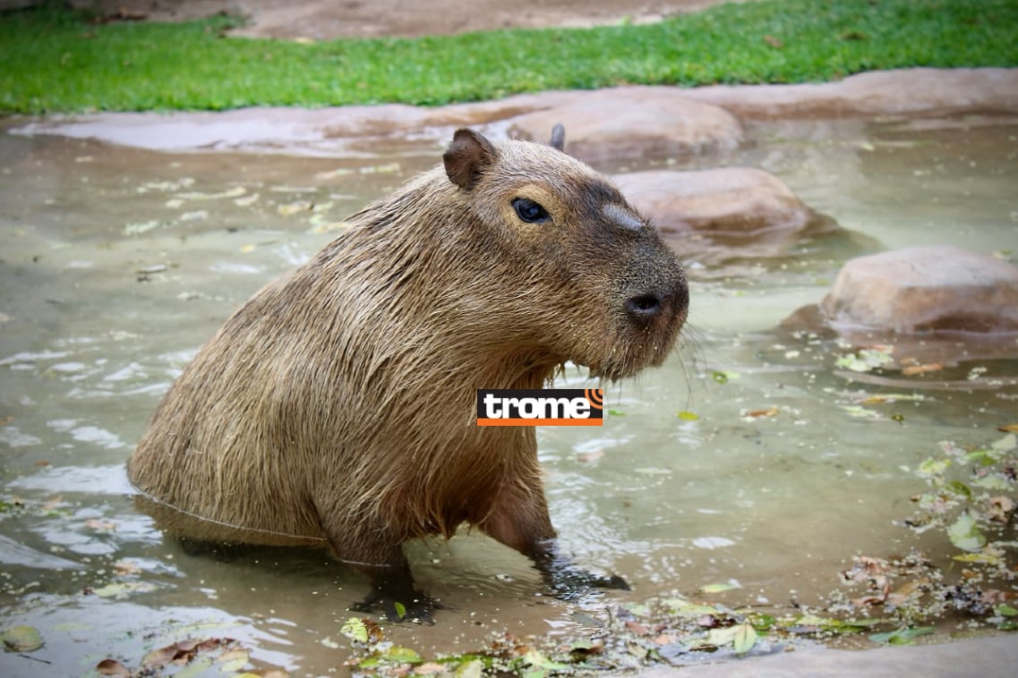 También habrá sorpresas con el capibara Wilson en el Parque de Las Leyendas. (Isabel Medina / Trome).