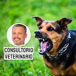 Rabia en perros: por qué es tan peligrosa y cómo prevenirla