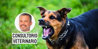 La rabia en perros es una enfermedad vírica mortal que afecta el sistema nervioso central, transmisible a humanos (zoonosis) principalmente por mordeduras. Foto: composición/Istock