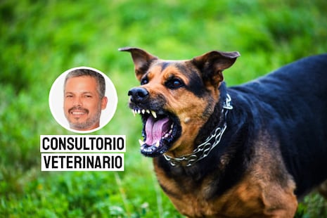 Rabia en perros: por qué es tan peligrosa y cómo prevenirla