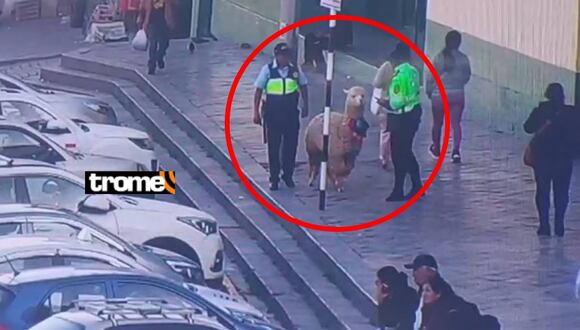 Rescatan a alpaca que durante horas permanecía atado a un poste de luz