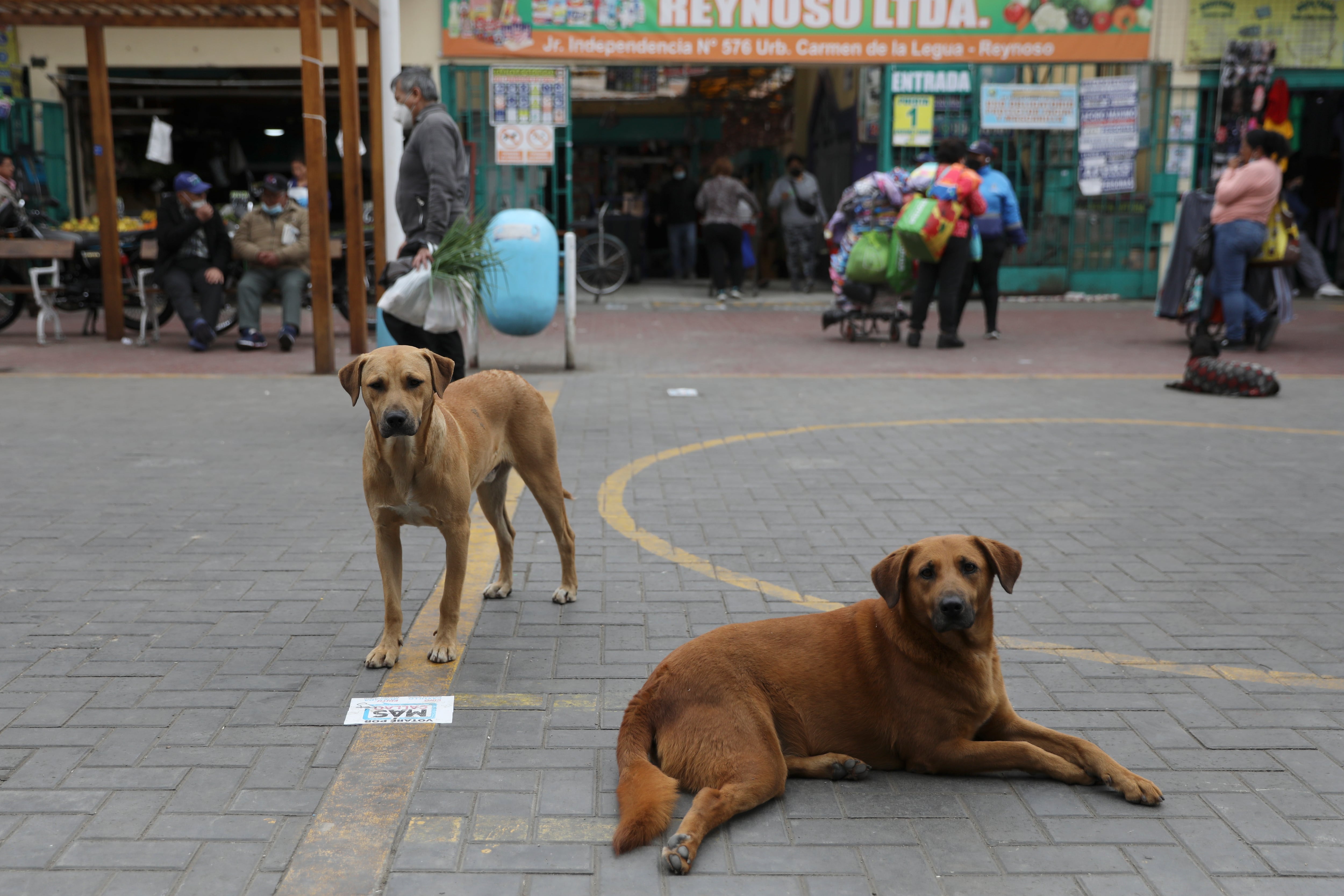 Los perros callejeros se suelen pasear por los mercados, donde los vendedores les brindan algunas sobras de comida. La mayoría de ellos no cuenta con vacunas.