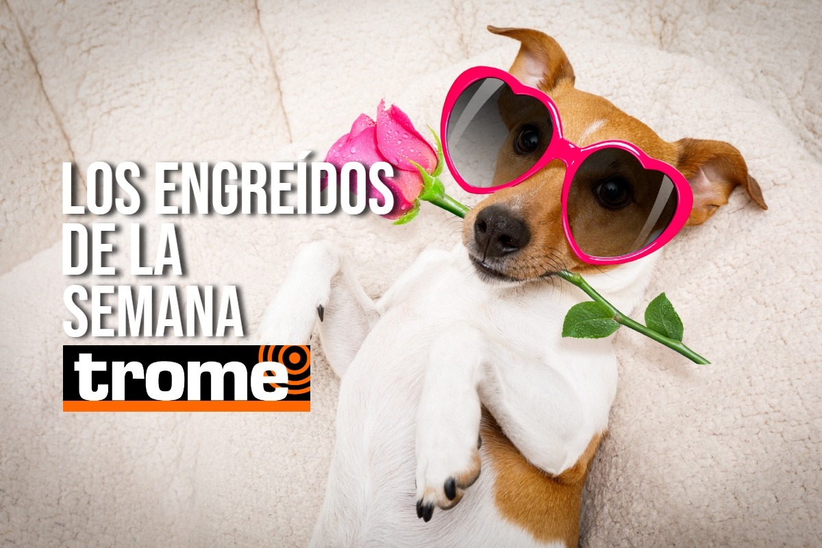 Estos traviesos son los reyes de la casa y ahora se robarán tu corazón. Foto: Istock.