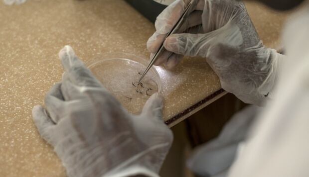 El control de enfermedades parasitarias de alto impacto como la malaria y la leishmaniasis será posible. (Foto: AFP)