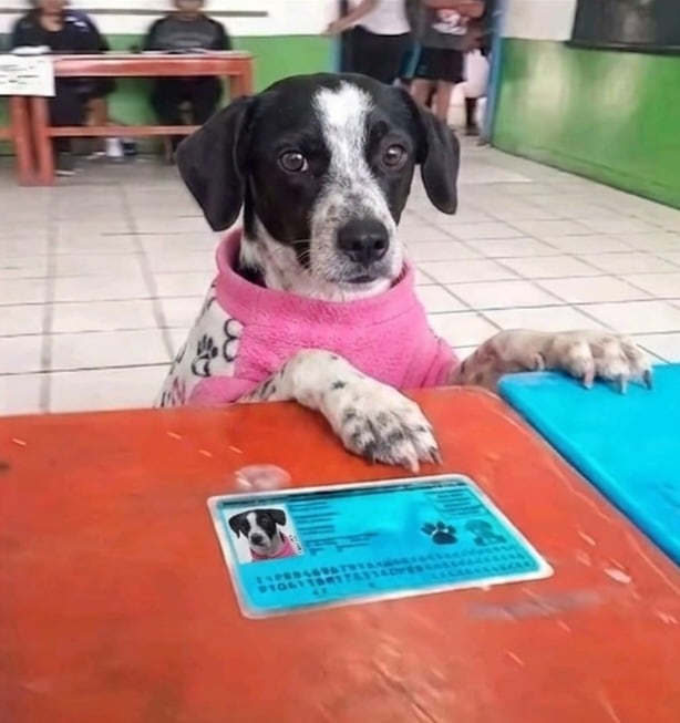 GITANA.