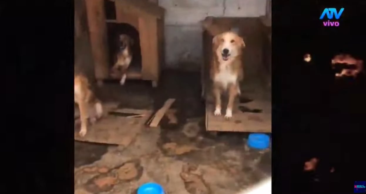 Vecinos de Chaclacayo alzaron su voz por la situación de varios animales y exigieron explicaciones a la empresaria y al alcalde Sergio Baigorria.