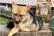 Zorrito Run Run tiene pareja y tres crías en granja de Cajamarca