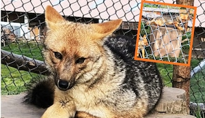 Zorrito Run Run tiene pareja y tres crías en granja de Cajamarca