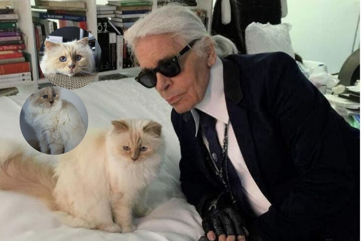 Un gatito que goza de grandes lujos.