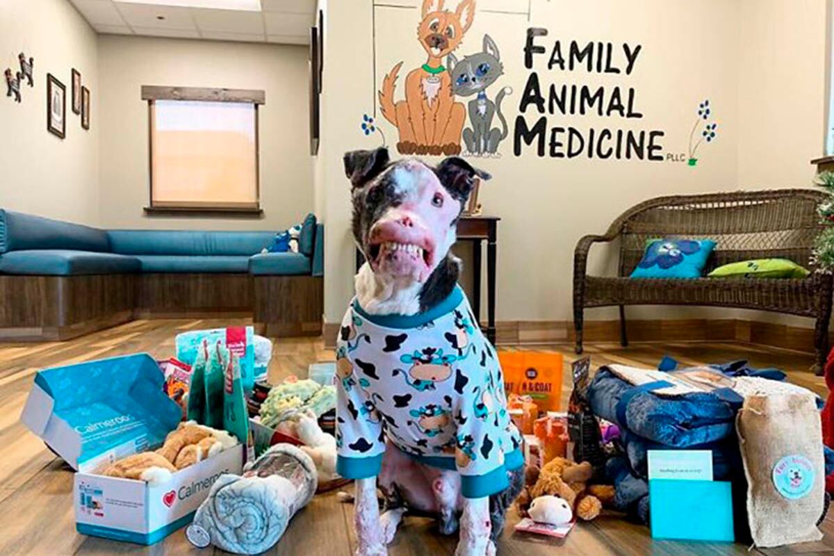 Family Animal Medicine se hace cargo de esta can desde el primer minuto que llegó al hospital veterinario. | Foto: @phoenixthedawg