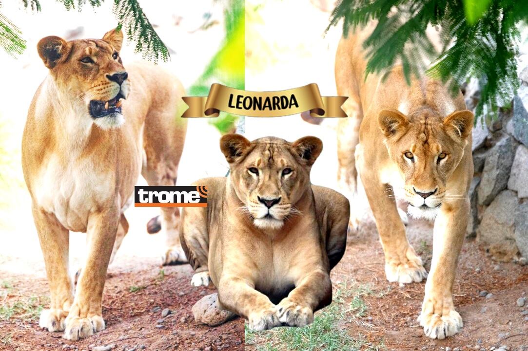 Son los reyes de la selva y es su día mundial. Visita a estos hermosos ejemplares en el zoológico de Huachipa. (Compos. Isabel Medina / Trome).