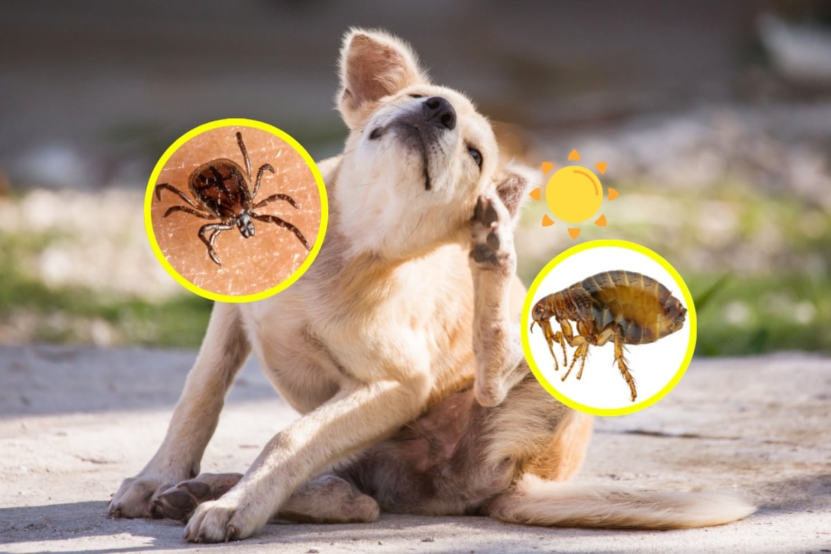 Las pulgas y garrapatas se proliferan en verano, toma tus precauciones y cuida a tu mascota. Fotos: Istock.