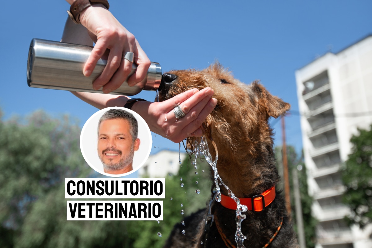 Deshidratación en mascotas. Foto: composición/Istock