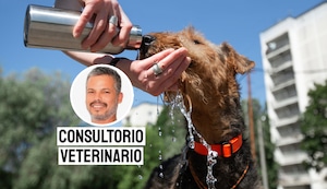 Deshidratación en mascotas: señales de alerta que no debes ignorar en verano