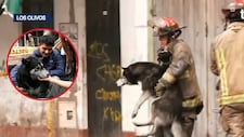 Milagro en Los Olivos: bomberos salvan a mascota de incendio en edificio