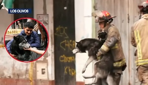 Milagro en Los Olivos: bomberos salvan a mascota de incendio en edificio