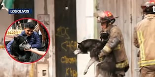 Milagro en Los Olivos: bomberos salvan a mascota de incendio en edificio