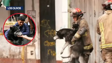 Milagro en Los Olivos: bomberos salvan a mascota de incendio en edificio