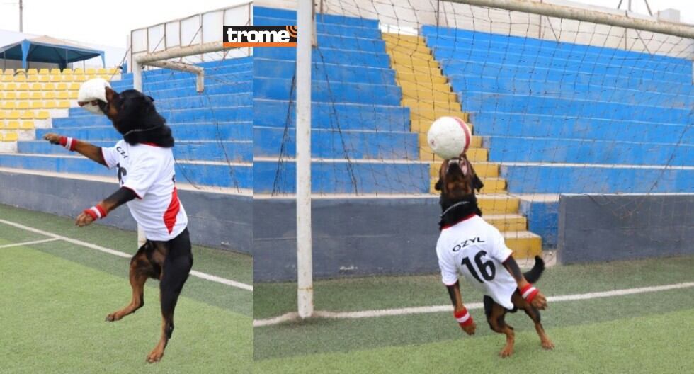 Ozil, perrito del serenazgo de Magdalena, sorprende con su habilidad para atrapar la pelota y tapar el arco.. (Trome)