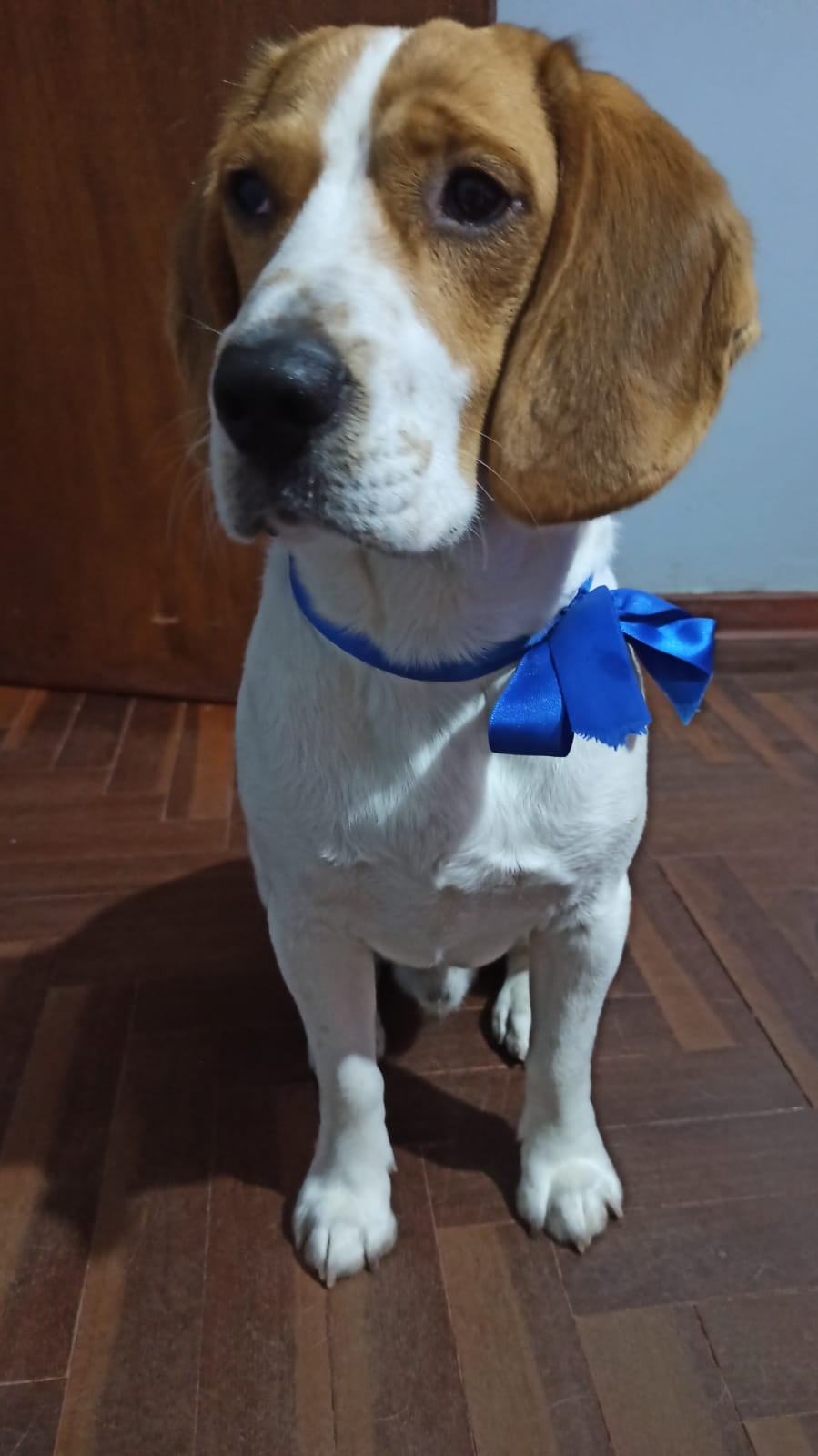 TOBBY.