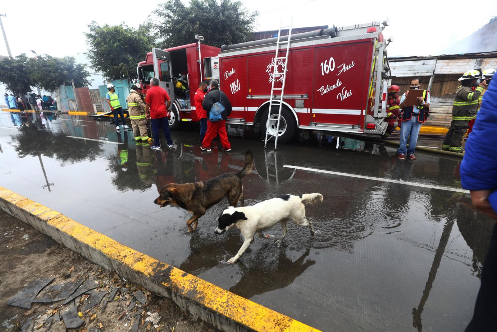 Varias mascotas también se quedaron sin hogar. | Foto: Gonzalo Córdova (Trome / Grupo El Comercio)