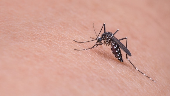 Hombre manifestó la razón por la que los mosquitos le picaban a algunas personas. (Foto: Pixabay)