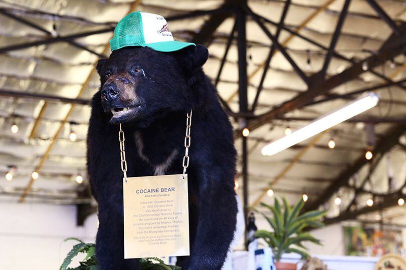 Con ustedes, "Pablo EskoBear", el oso que no pudo sobrevivir tras comerse kilos de cocaina. Conoce la historia.