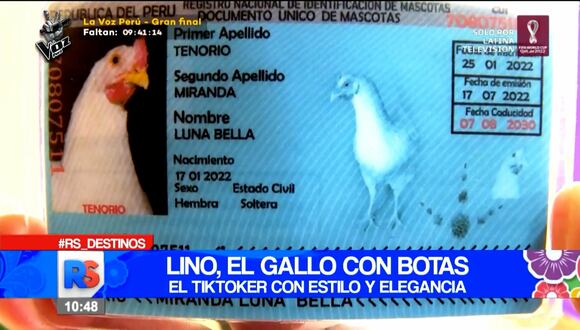 Luna Bella: Conoce a la primera gallina que cuenta con DNI peruano