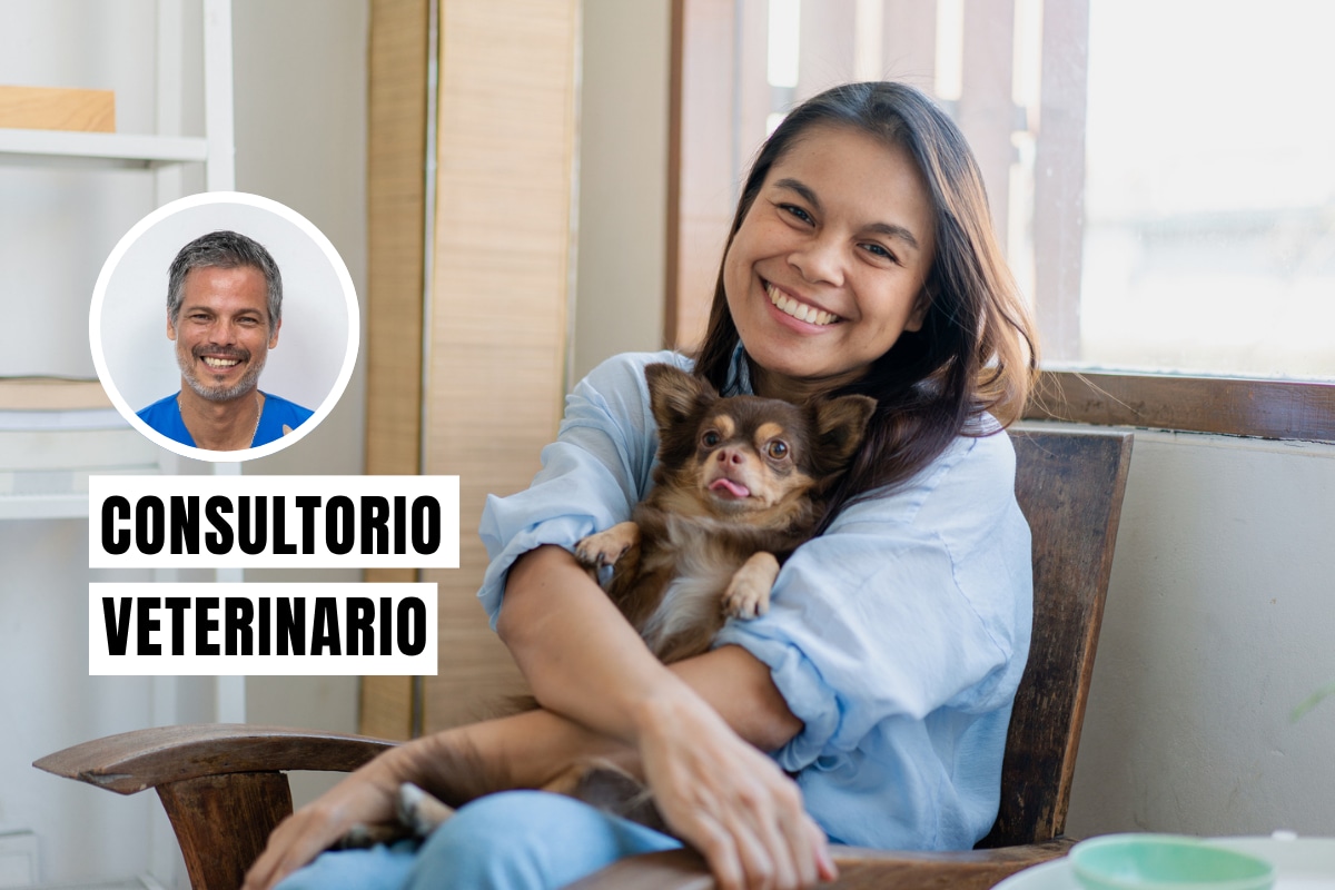 Para saber si tu perro tiene parásitos, debes observar si presenta cambios en su salud o comportamiento, ya que los signos varían según si son internos o externos. Foto: composición/Istock