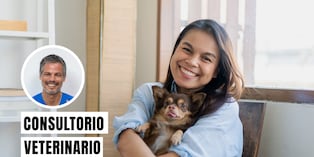 Para saber si tu perro tiene parásitos, debes observar si presenta cambios en su salud o comportamiento, ya que los signos varían según si son internos o externos. Foto: composición/Istock