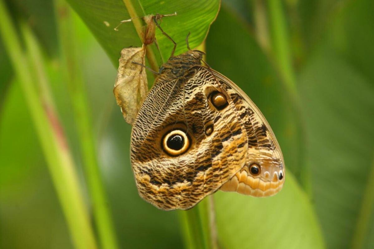 Son expertas en el el arte del camuflaje para protegerse de sus depredadores (Foto: EFE)