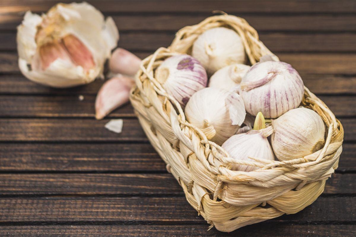 Aunque el ajo posee un alto valor nutritivo para las personas, no lo es tanto para los gatos (Foto: Freepik)