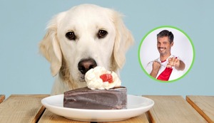 Hay alimentos que no pueden comer nuestras mascotas y es importante saber cuáles son