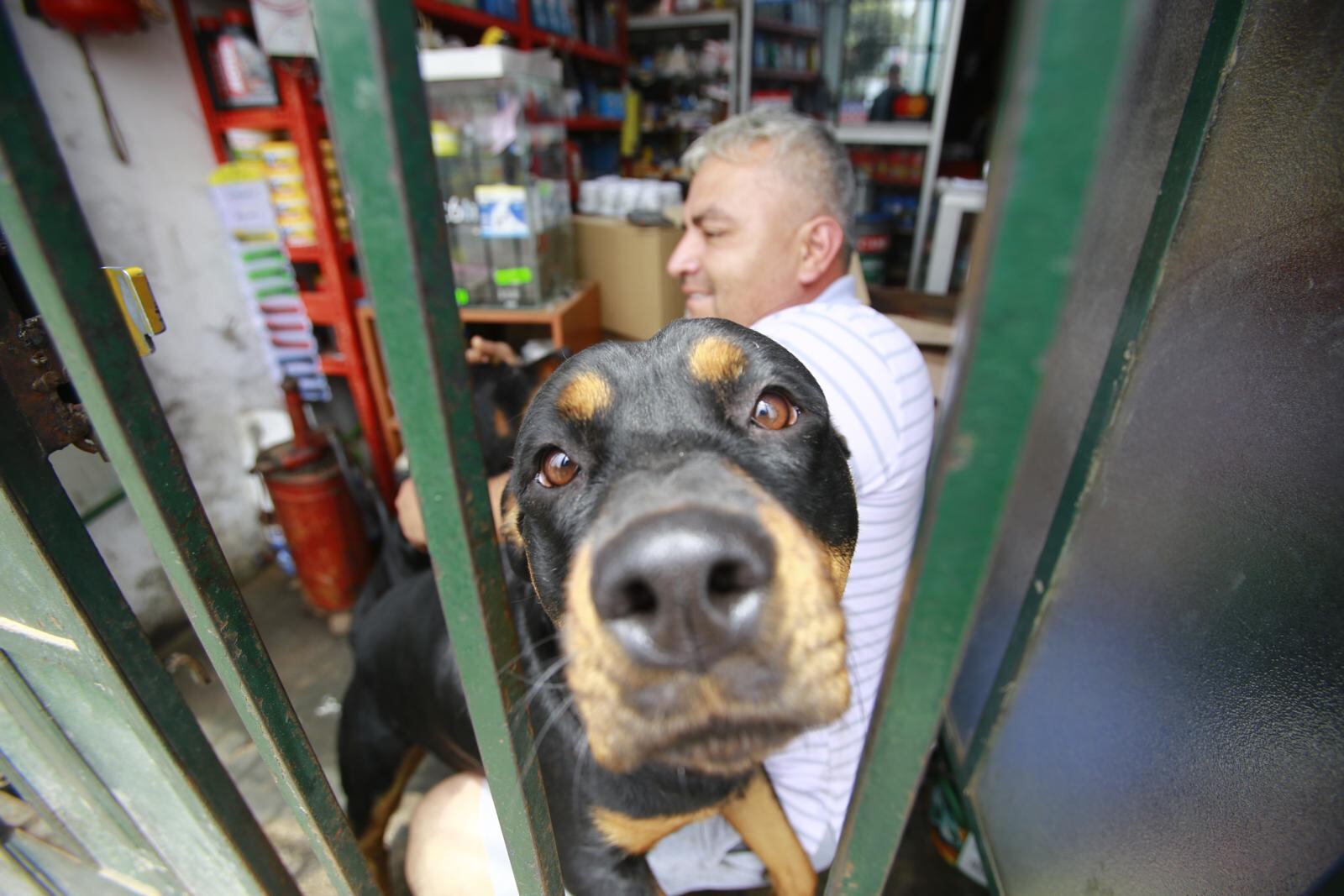 'Sasha' y 'Yaco', dos rottweiler que son el amor de Carlos Sánchez. | Foto: Jessica Vicente / Diario Trome