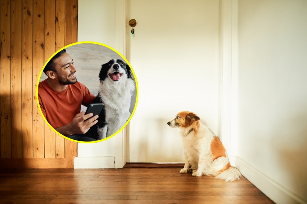 Muchos perros siguen a sus dueños hasta cuando van a bañarse. Foto: Composición / Istock.