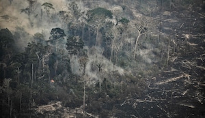El Búho y su viaje a la selva