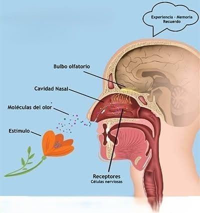 Sentido del olfato.
