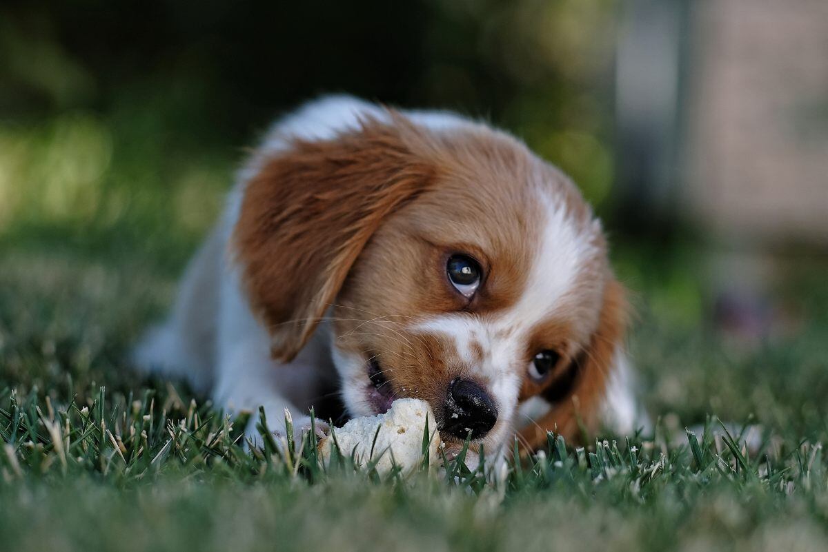 Generalmente los cachorros se convertirán en adultos entre los 6 y 12 meses. (Foto: Pexels)