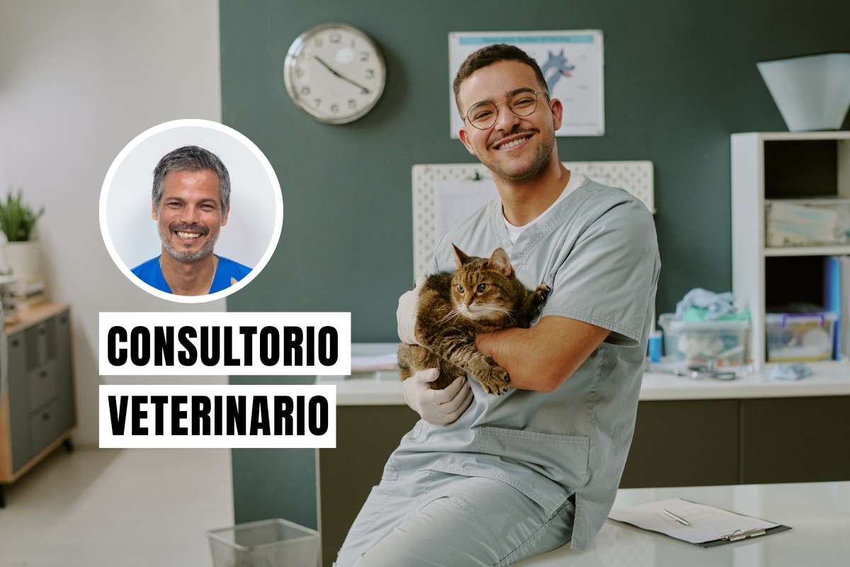 Esta fecha destaca la importancia de estos profesionales en la salud pública, la seguridad alimentaria, la protección de la biodiversidad y el bienestar de las mascotas. Foto: composición/Istock