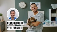 Día del Veterinario: desafíos y carga emocional en su labor