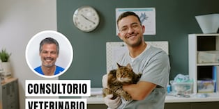 Esta fecha destaca la importancia de estos profesionales en la salud pública, la seguridad alimentaria, la protección de la biodiversidad y el bienestar de las mascotas. Foto: composición/Istock