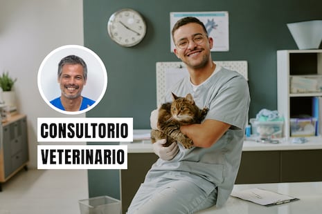 Día del Veterinario: desafíos y carga emocional en su labor