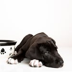 ¿Tu perrito dejó de comer? Conoce las causas y cuándo acudir al veterinario