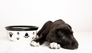 ¿Tu perrito dejó de comer? Conoce las causas y cuándo acudir al veterinario