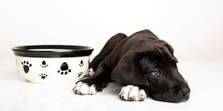 Revisa siempre el estado de la comida y del plato. Asegúrate de que el alimento no esté vencido y que el recipiente esté limpio, ya que los olores pueden hacer que el perro muestre rechazo. Foto: Istock