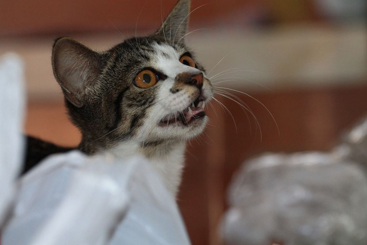 Los gatos domésticos maúllan mucho más que los salvajes ya que es una de sus formas de llamar la atención (Foto: Pixabay)