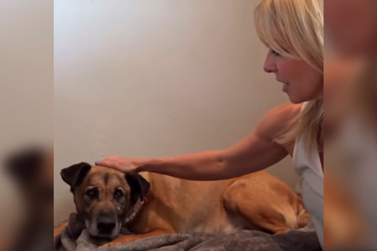 Pharaoh ahora vive en Frosted Faces Foundation, un albergue para perros de avanzada edad. | Foto: Hope For Paws