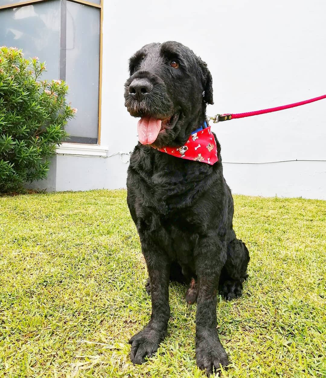 El Terrier negro ruso es difícil de encontrar fuera de su país. (Instagram)