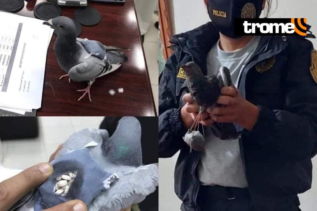 Paloma es capturada intentando ingresar droga a penal de Huancayo (Foto: Facebook)